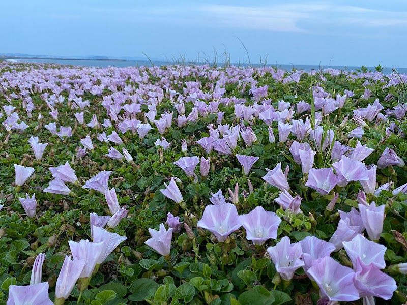 柳島海岸トイレ