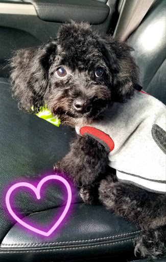 Pet Supply Store «PetSmart», reviews and photos, 1791 Oconee Connector Suite 130, Athens, GA 30606, USA