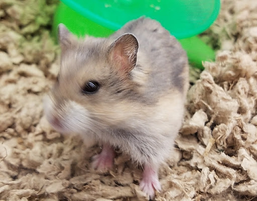 Pet Supply Store «Petco Animal Supplies», reviews and photos, 17235 Cole Rd, Hagerstown, MD 21740, USA