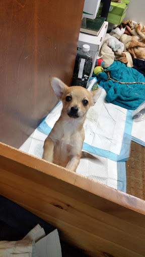 Thrift Store «Thrift Store», reviews and photos, Lafayette St, Santa Clara, CA 95050, USA