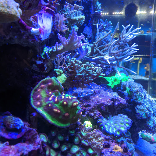 Pet Store «Fin-N-Feather», reviews and photos, 2931 F St, Eureka, CA 95501, USA