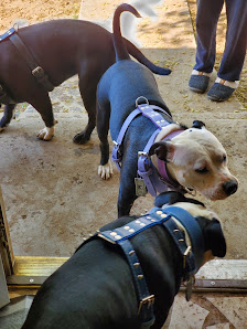 Bullerz Pet Supply 2217 N Pleasant Ave, Fresno, CA 93705