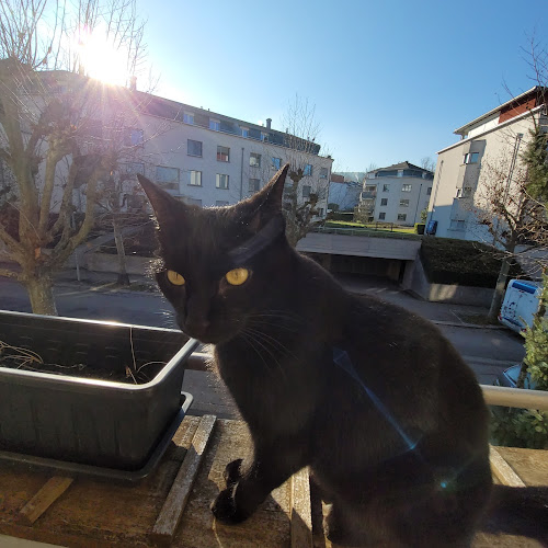 Opinii despre Kleintierpraxis Uetliberg în Zürich - Tierarzt