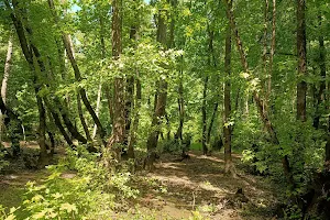Köyceğiz Sığla Ormanı image