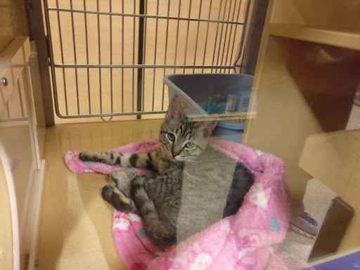 Pet Supply Store «PetSmart», reviews and photos, 1225 Industrial Rd, San Carlos, CA 94070, USA