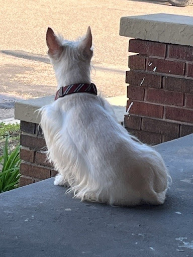 Pet Supply Store «Paw Paws USA», reviews and photos, 6 W McBee, Greenville, SC 29601, USA