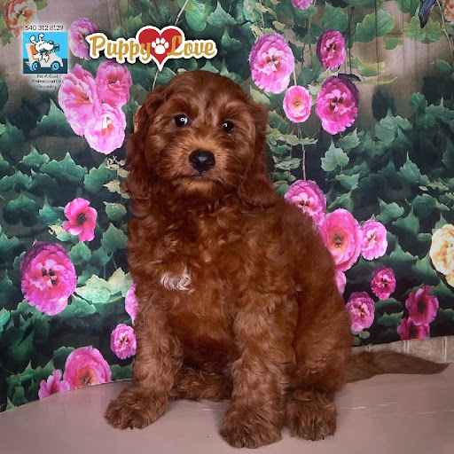 Pet Store «Puppy Love», reviews and photos, 4802 Valley View Blvd NW Uf290, Roanoke, VA 24012, USA