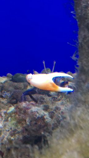 Reptile Store «Sierra Aquatics», reviews and photos, 295 Kietzke Ln, Reno, NV 89502, USA