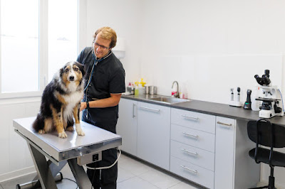 Clinique Vétérinaire Bio'Vet Saint Geours de Maremne à Saint-Geours-de-Maremne