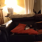 Photo n° 3 de l'avis de Christine.a fait le 22/05/2019 à 12:34 pour CLINIQUE VETERINAIRE DU MORIN - Dr CABAJ à Saint-Germain-sur-Morin