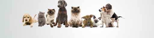 Pam's Professional Pet Grooming