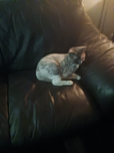 Pet Supply Store «PetSmart», reviews and photos, 2760 W 120th St, Hawthorne, CA 90250, USA