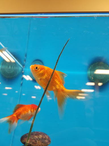 Pet Supply Store «PetSmart», reviews and photos, 421 Commerce Dr, Victor, NY 14564, USA