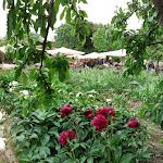 Photo n°3 de l'avis de stefano. fait le 14/05/2021 à 17:00 sur le  Scaccomatto agli Orti à Bologna