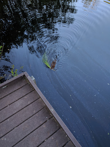 Nature Preserve «Dolan Pond Conservation Area», reviews and photos, Webster Park, West Newton, MA 02465, USA
