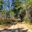 Ralph E Simmons State Forest