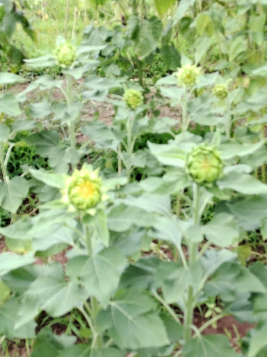 Museum «East Jersey Old Town Village», reviews and photos, 1050 River Rd, Piscataway Township, NJ 08854, USA