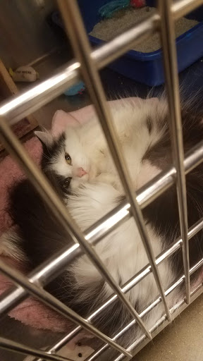 Pet Supply Store «PetSmart», reviews and photos, 2201 Gallatin Pike N, Madison, TN 37115, USA