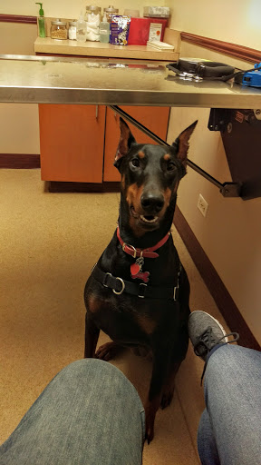 Pet Supply Store «Pet Supplies Plus», reviews and photos, 61 Irving Park Rd, Streamwood, IL 60107, USA