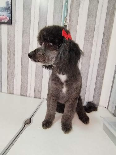 Peluquería Huellitas pet's - Colina