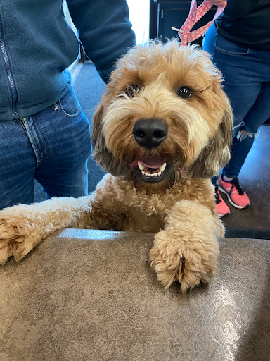 Pet Store «Woofs & Waves», reviews and photos, 5426 Arrowhead Pkwy E, Sioux Falls, SD 57110, USA