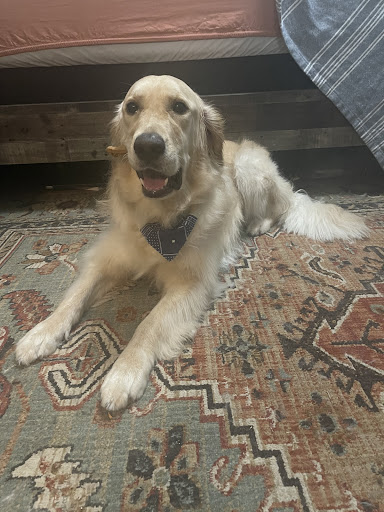 Pet Groomer «Hotdog! Pet Salon», reviews and photos, 629 1st Ave N, Fargo, ND 58102, USA