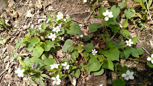 Nature Preserve «Princess Ledges Nature Preserve», reviews and photos, 4361 Spruce Ave, Brunswick, OH 44212, USA