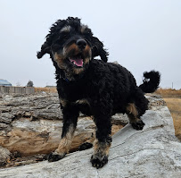 Country Bark Colorado - Photo 5 - Car repair in Erie, CO, Thornton