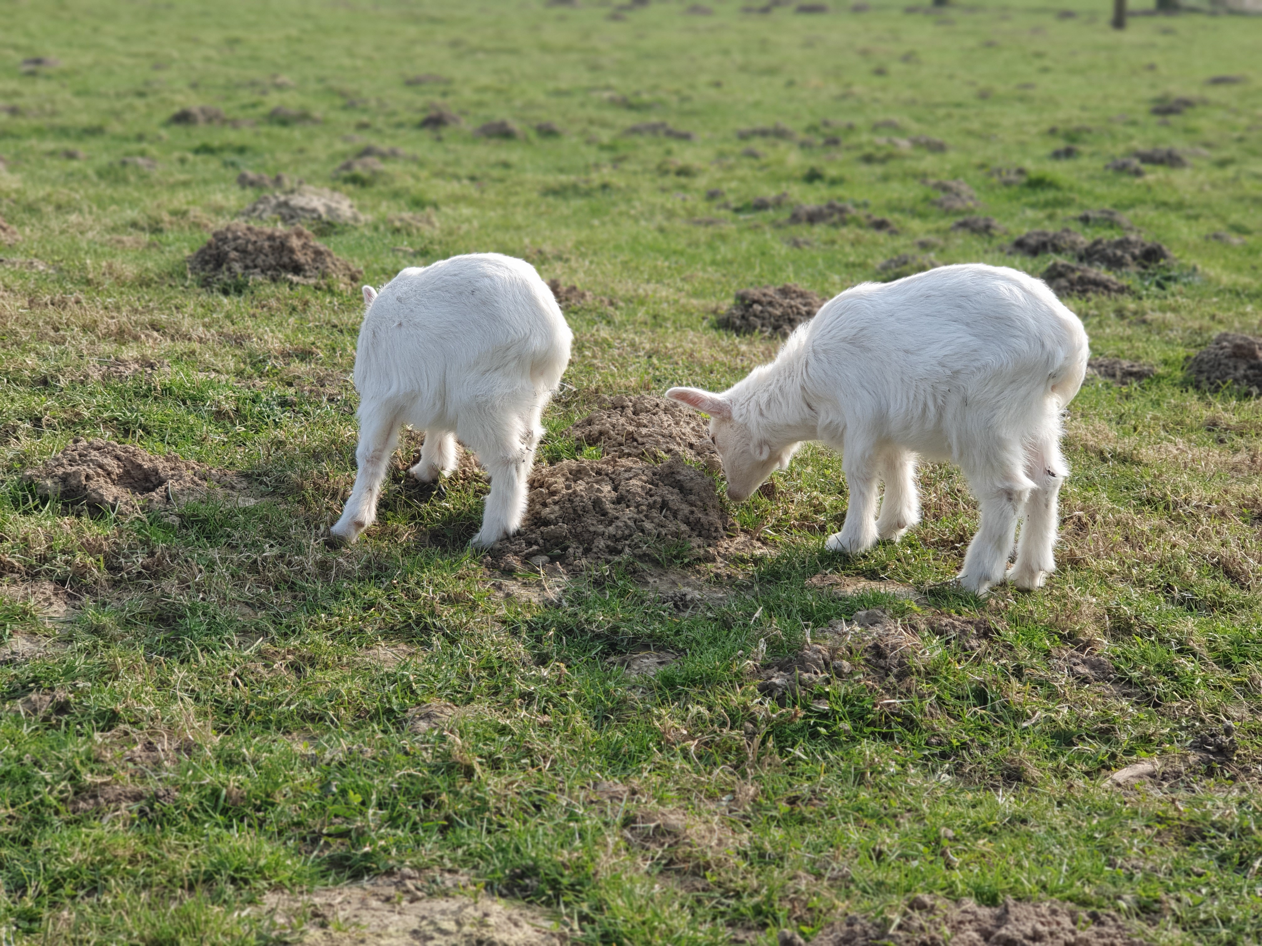 Photo n° 3 de l'avis de Chti.e fait le 20/03/2022 à 15:45