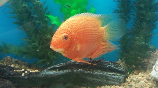 Pet Store «Super Pets», reviews and photos, 9403 E Las Tunas Dr, Temple City, CA 91780, USA