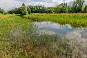 Gemene-Weidebeek image