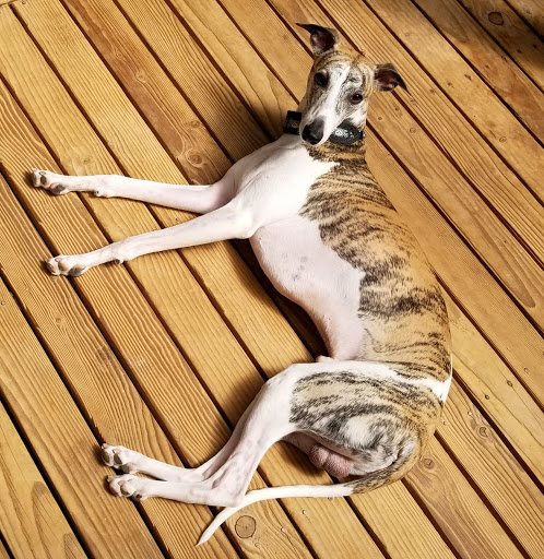 Pet Groomer «B-I-S Pet Grooming», reviews and photos, 5670 Main St, Springfield, OR 97478, USA