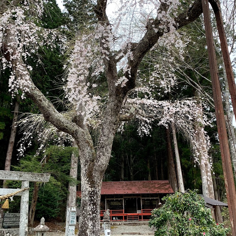 小野津島神社の天王桜