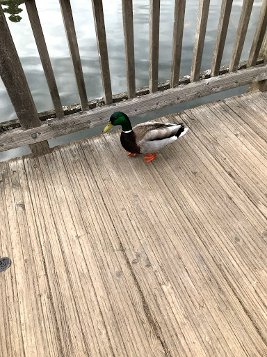 Golf Course «Eastmoreland Golf Course», reviews and photos, 2425 SE Bybee Blvd, Portland, OR 97202, USA