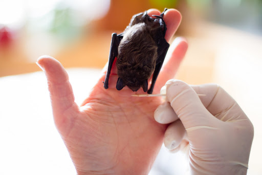 Karin Ulich Tierärztin unter Sigmarszell, Bayern