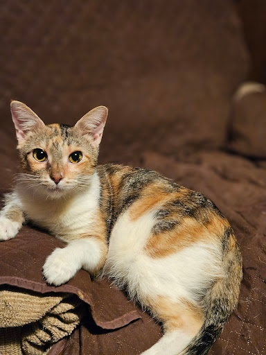 Redbud Animal Dermatology image