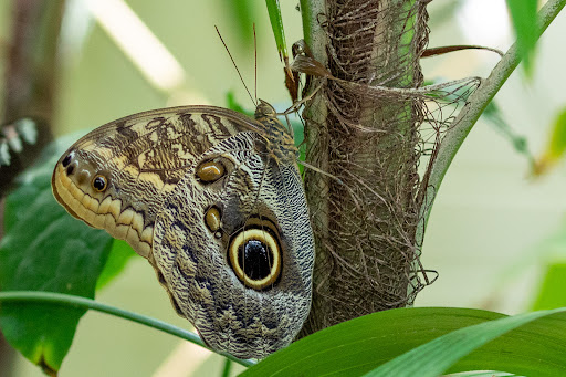 Tourist Attraction «The Butterfly House», reviews and photos, 15193 Olive Blvd, Chesterfield, MO 63017, USA