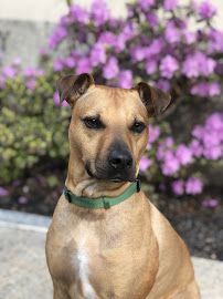 Tricked Out Pup - Photo 9 - Car repair in Boston, MA, Boston