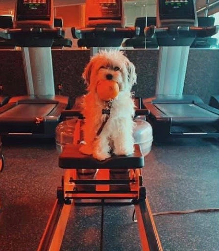 Gym «Orangetheory Fitness», reviews and photos, 975 Diablo Ave, Novato, CA 94947, USA