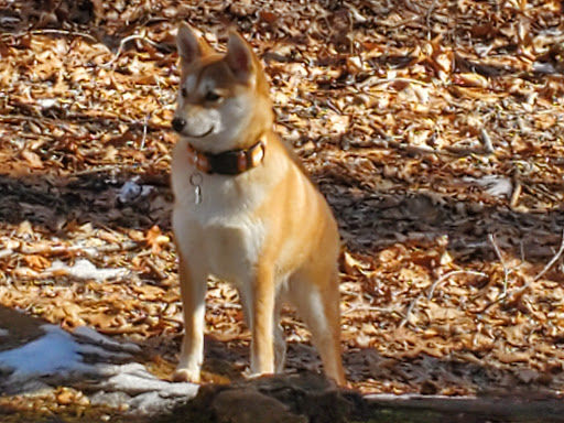 Nature Preserve «Welwyn Preserve», reviews and photos, 100 Crescent Beach Rd, Glen Cove, NY 11542, USA