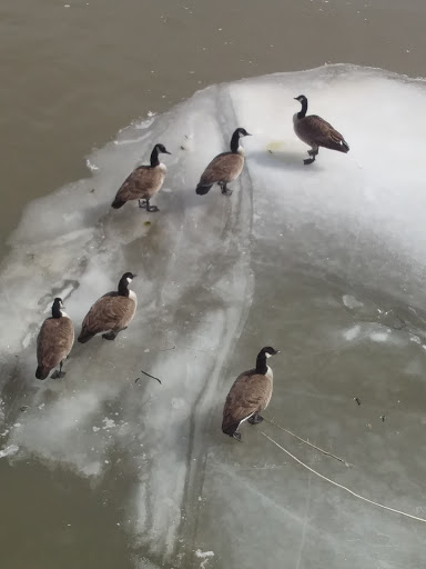 Casino «Par-A-Dice Hotel Casino», reviews and photos, 21 Blackjack Blvd, East Peoria, IL 61611, USA