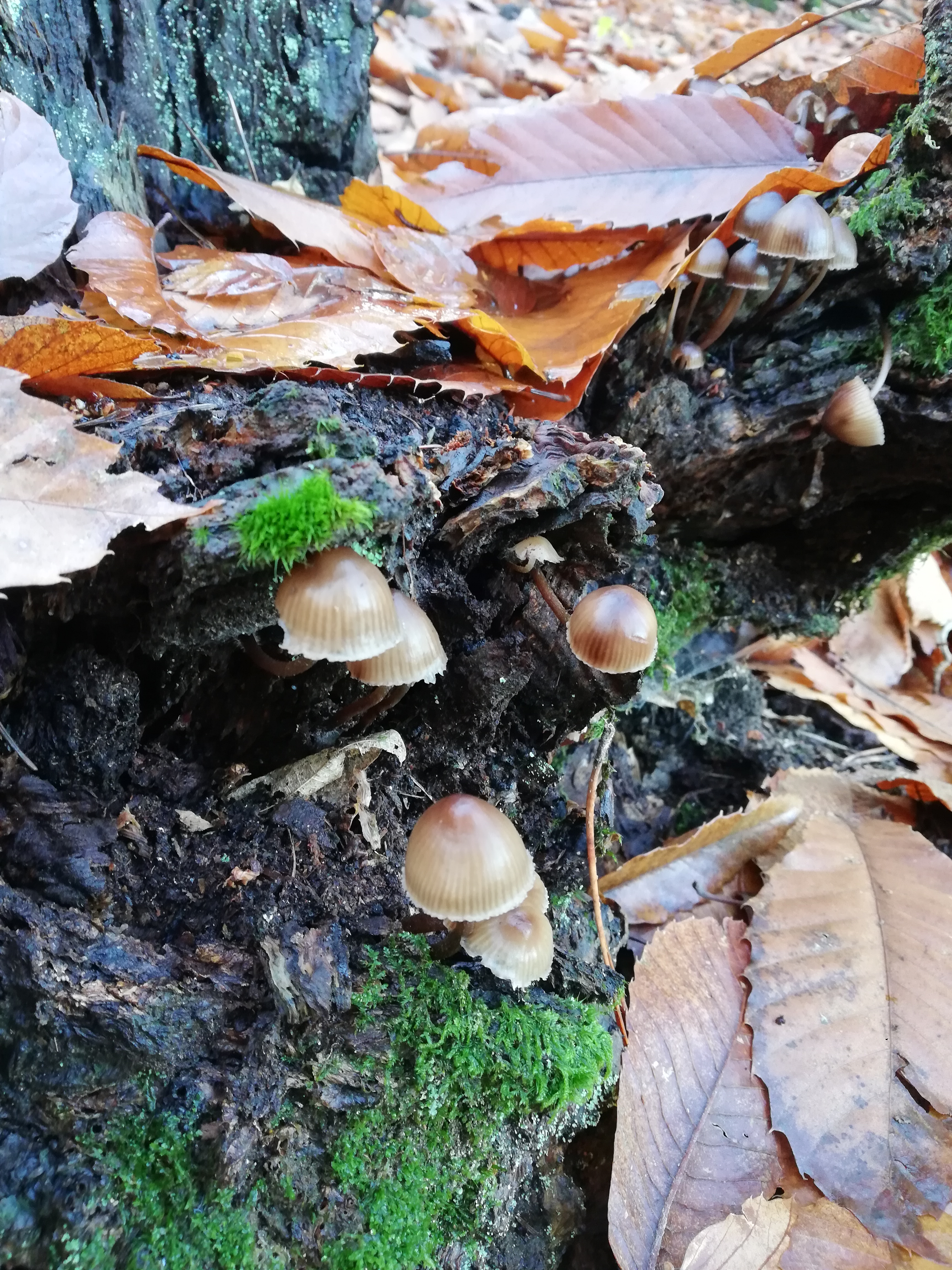 Photo n° 3 de l'avis de Tiphaine. fait le 30/11/2018 à 21:52