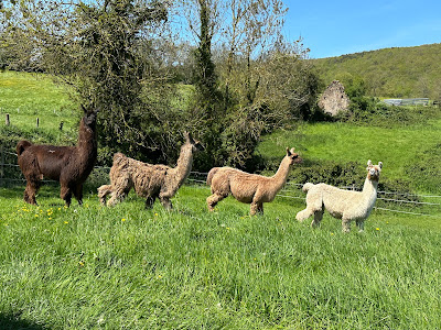 Cria de Timra, élevage de lamas, ferme découverte à Culey-le-Patry