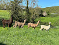 Cria de Timra, élevage de lamas, ferme découverte Culey-le-Patry
