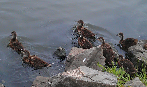 Park «Tuscora Park», reviews and photos, 161 Tuscora Ave NW, New Philadelphia, OH 44663, USA