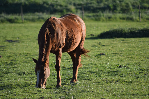Haras Du Casse