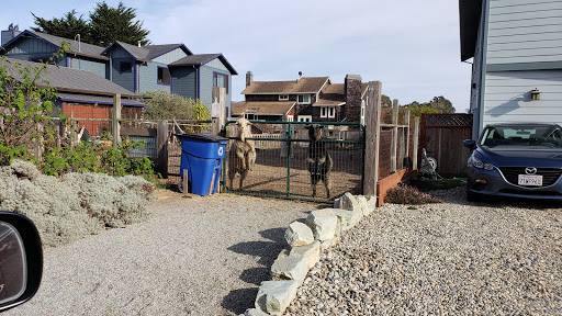 Nature Preserve «Fitzgerald Marine Reserve», reviews and photos, 200 Nevada Ave, Moss Beach, CA 94038, USA