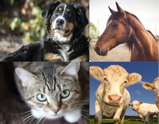Pleasant Hill Animal Clinic image