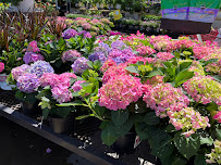 Lowe's Garden Center - Photo 2 - Car repair in Corpus Christi, TX, Corpus Christi