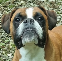 Pet Services - Photo 5 - Car repair in Holywell, United Kingdom, Victorville